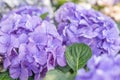 Ã Â¸ËÃ Â¹â°Ã Â¸Â³ Blooming lilac and light blue hydrangea flowers. Close up photo of beautiful flowers in garden Royalty Free Stock Photo